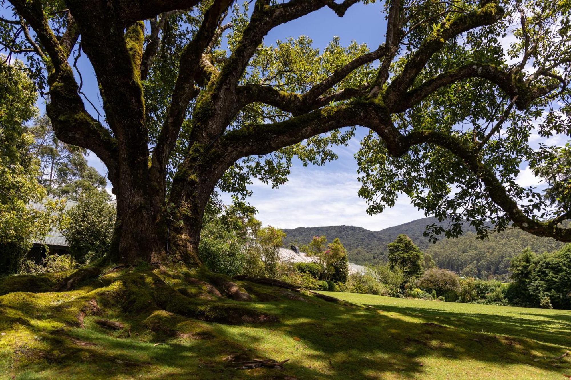 Ferncliff Bungalow Nuwara Eliya Exteriér fotografie